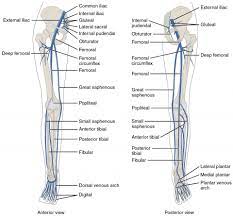The small saphenous, great saphenous, and anterior tibial veins. The Left Panel Shows The Anterior View Of Veins In The Legs And The Right Panel Shows The Posterior View Arteries Anatomy Anatomy And Physiology Anatomy