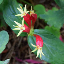 Image result for Spigelia