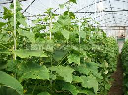 Indoor cucumbers crop earlier, need to be trained and produce long and succulent fruits. Grow Cucumbers In The Greenhouse The Main Agricultural Techniques Part 2 Best Landscape Ideas