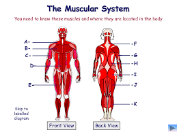 Terms in this set (51). Muscular System Study Guide Diagram Quizlet