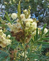 Image result for Acacia mearnsii