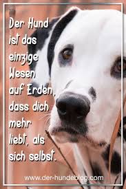 Tolle Neue Spruche Und Zitate Uber Und Mit Hunden Schaut Auf Dem Www Der Hundeblog Com Vorbei Und Entdeckt Die Neuen Ka Hund Zitat Zitate Tiere Spruche Zitate