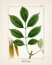 Image result for Fraxinus americana