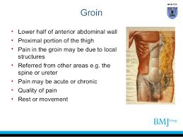 Normally, the abdomen and groin are kept separate by a wall of muscle and tissue. Anatomy Of Groin