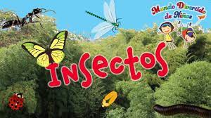 Nombres De Insectos Para Ninos Clase Tipos Y Caracteristicas De Los In Caracteristicas De Los Insectos Insectos Nombres De Insectos