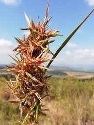 Image result for Cymbopogon caesius