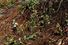 Image result for Swertia brownii