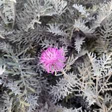 Image result for Centaurea praecox