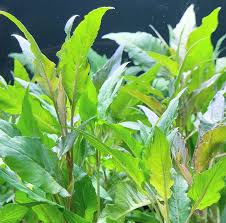 Image result for Hygrophila spiciformis