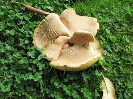 Viele Verschiedene Pilze Im Garten Pilzbestimmung U Bestimmungshilfe Pilzforum Eu