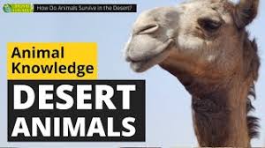 How Do Animals Survive In The Desert Animals For Kids Educational Video Youtube