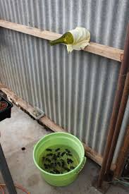 Résultat de recherche d'images pour "bucket mouse trap"