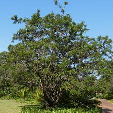 Image result for Searsia rogersii