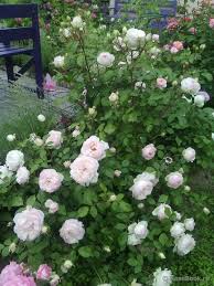 Stephanie Baronin Zu Guttenberg Rosen Blumen Und Garten Ideen