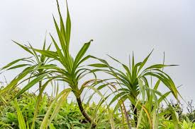 Image result for Pandaceae