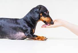 Why Do Dogs Lick Your Hands 5 Common Reasons Ollie Blog