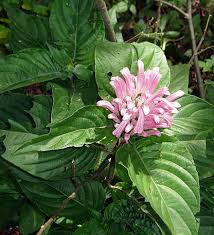 Image result for Justicia australis