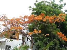 So it's critical that they bloom when conditions favor favorable fruit and seed formation. Ecuadorian Acacia Tree Flowers Living It Up In Ecuador