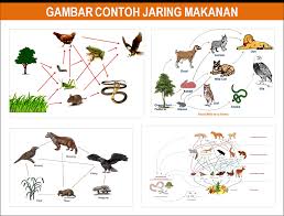 Gambar rantai makanan di sawah, kebun, hutan, sungai, laut, dan manusia. Kumpulan Berbagai Gambar Rantai Makanan Wallpaper Keren Gambar Wallpaper Keren