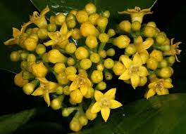 Image result for Psychotria heterosticta