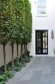 Read on for the top 12 trees fit for small spaces. 26 Best Tall Skinny Trees Ideas Tall Skinny Trees Skinny Tree Landscape Design