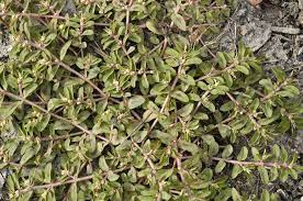 Use our weed id to find your weed and the preen product to control it. Pulling The Weeds That Choke Our Sales Lives Issue 799 Clarity Advantage