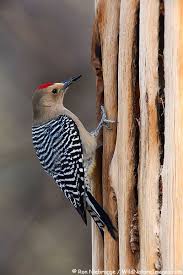 Backyard Birds Of Southern Arizona Pin En Mis Flores Favoritas