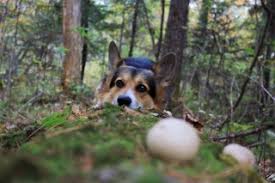 Keep your dogs away from toxic mushroom species. Can Dogs Eat Mushrooms Dogs And Mushrooms Facts Vets Now
