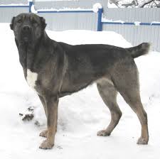 Pin On Guardian Dog S