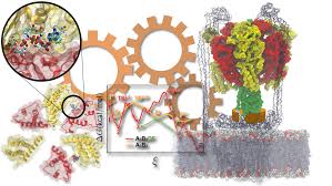 Maybe you would like to learn more about one of these? Atp Hydrolysis In F1 Atpase