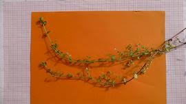 Image result for Oldenlandia angolensis