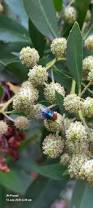 Image result for Conocarpus