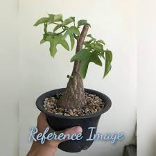 Image result for Adenia rumicifolia