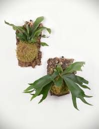 Image result for Platycerium