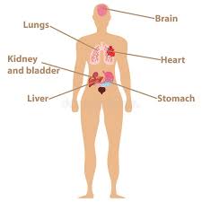 The mesentery has recently been upgraded to an organ. Human Organs The Placement Of Human Organs In The Body Human Anatomy Stock Illustration Illustration Of Digestion Heart 115032785