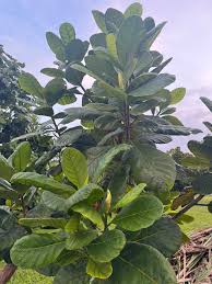 Image result for Trilepisium madagascariense