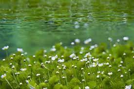 時が止まるほどの美しさ 日本三大清流の 柿田川 が綺麗すぎる 都心から2h カラマツソウ 美しい花 風景