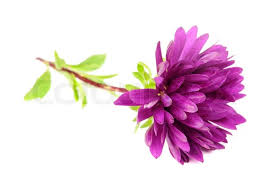 Purple Chrysanthemum Mum Flower ... | Stock image | Colourbox