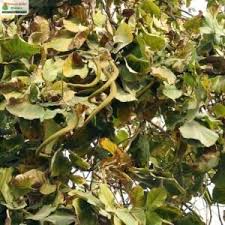 Image result for Fernandoa