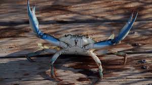 Check spelling or type a new query. 5 Things You Didn T Know About Blue Crab Southern Living
