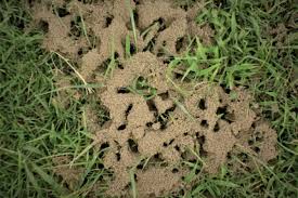 Mit den ersten sonnenstrahlen kommen auch die ameisen und beginnen sofort mit der nahrungssuche. Hausmittel Gegen Ameisen Sanft Und Naturlich Ameisen Bekampfen
