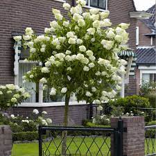 Maybe you would like to learn more about one of these? Limelight Hydrangea Trees For Sale Brighterblooms Com