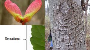Red flowering trees in michigan. How To Identify The Most Common Trees In Michigan