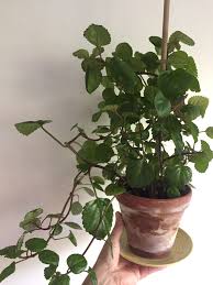 Image result for Plectranthus verticillatus