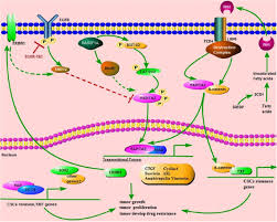 Check spelling or type a new query. The Hippo Pathway Provides Novel Insights Into Lung Cancer And Mesothelioma Treatment Springerlink