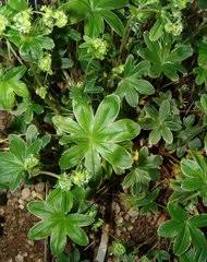 Image result for Alchemilla cryptantha