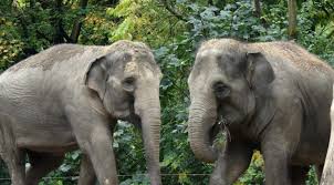 Most NL residents want to ban using wild animals for shows | NL Times