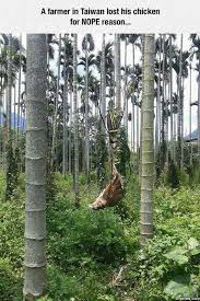 Check spelling or type a new query. Banana Spiders Page 2