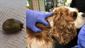 Image result for Tick Paralysis