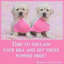 Save The Tatas Puppies Dog Behavior Problems Dog Training Obedience
